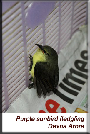 Devna Arora - Purple sunbird fledgling